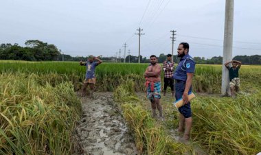 ধানক্ষেত থেকে অর্ধগলিত অজ্ঞাত যুবতীর লাশ উদ্ধার