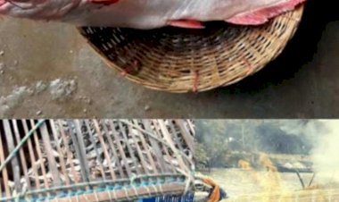 উপকূলীয় নদীতে ধরা পড়ছে ঝাঁকে ঝাঁকে পাঙ্গাশ নেই কোনও ইলিশ