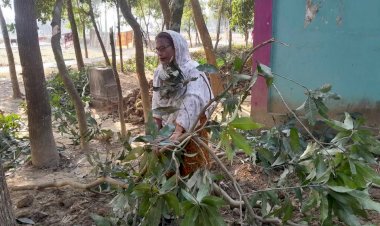 বুড়িচংয়ে তুচ্ছ ঘটনাকে কেন্দ্র করে জোরপূর্বক গাছ কাটার অভিযোগ