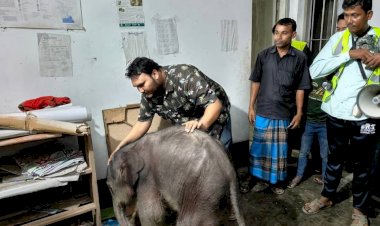 টেকনাফের পাহাড়ে বন্য হাতির বাচ্চা প্রসব,মা হাতির মৃত্যু