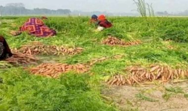 নওগাঁয় গাজর সাড়ে ৩ কোটি টাকার বিক্রির সম্ভাবনা