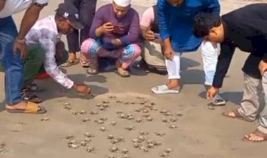 সেন্টমার্টিন সৈকতের বালুরচ থেকে সাগরে ফিরেছে ১৮৩টি কচ্ছপের বাচ্চা