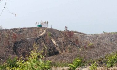 নাইক্ষ্যংছড়ি'র বাইশারীতে সরকারী বনভূমি দখলে প্রতিযোগিতায় ভূমিদস্যুরা