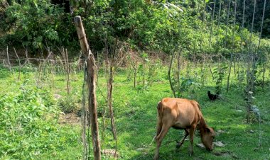 টেকনাফের হ্নীলায় সন্ত্রাসী কায়দায় আপন বোনের ফসলী গাছ কেটে সাবাড় করেছে  বড়ভাই