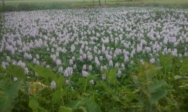 কচুরিপানা ফুলের সৌন্দর্য প্রকৃতিতে মুগ্ধতা ছড়াচ্ছে