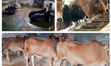 বুড়িচংয়ে  কোরবানি সামনে রেখে ব্যস্ত সময় পার করছেন খামারিরা