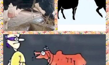 নওগাঁয় একদিনের ব্যবধানে ৯টি গরু-ছাগল চুরি,চোরের অত্যাচারে  দিশেহারা মানুষ