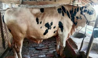 কেশবপুরে আকর্ষণীয় উপহারসহ ৬ লাখ টাকায় বিক্রির অপেক্ষায় লিমনের শখের গরুটি
