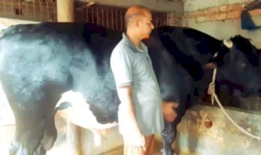 নওগাঁর আত্রাইয় কোরবানির জন্য প্রস্তুত করা প্রায় ৩৬ মনের ষাঁড়, কাঙ্ক্ষিত দাম নিয়ে শংকা!