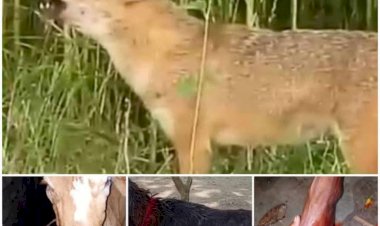 পাগলা শিয়ালের কামড়ে দুইজন গুরুতর আহত হাসপাতালে ভর্তি