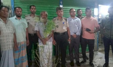 বুড়িচংয়ে সবজিক্ষেতে গাঁজার চাষ! গাঁজা গাছসহ চাষী আটক