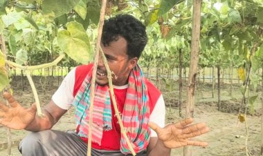 রাজশাহী মোহনপুর উপজেলার মৌগাছিতে রাতের আঁধারে এক কৃষকের ক্ষেতের পটল গাছ কাটে দুর্বৃত্তরা নিরুপায় কৃষক