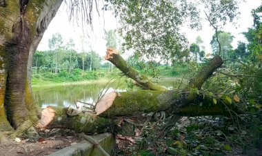 ঠাকুরগাঁওয়ে বেগুনবাড়ী ফাজিল মাদ্রাসায় অনিয়মের অভিযোগ