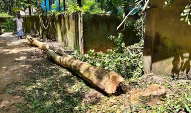 নাইক্ষ্যংছড়ি'র বাইশারী সড়কের দুই পাশের গাছ কেটে নিচ্ছে দূর্বৃত্তরা