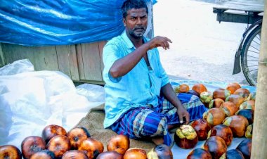 বুড়িচংয়ে হাটবাজারে পাকা তাল বিক্রির ধুম, তবে দাম বেশি