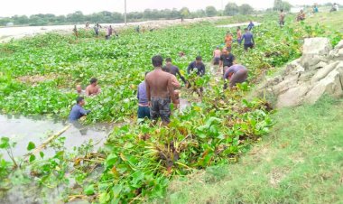 ২৭ বিল এলাকার জলাবদ্ধ পানি নিষ্কাশনে  কচুরিপানা অপসারণের কাজ শুরু
