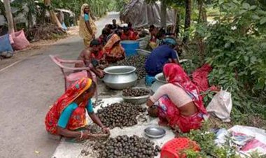 নড়াইলে পরিবেশ অধিদপ্তরের নিষেধাজ্ঞা অমান্য করে খাল-বিলসহ বিভিন্ন জলাশয় থেকে অবাধে শামুক-ঝিনুক আহরণ