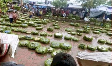 রাজশাহী মোহনপুরে সাধারন কৃষক  ও পান চাষিদের মধ্য হতাশার ছায়া