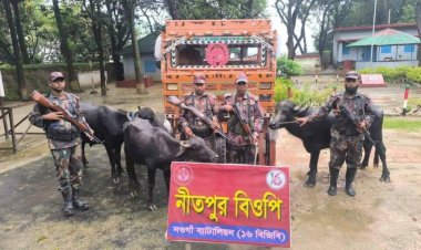 নওগাঁর পোরশা সীমান্তে মালিক বিহীন ভারতীয় ৩ টি মহিষ আটক