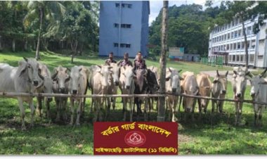 নাইক্ষ্যংছড়ি ১১ বিজিবি'র অভিযানে ১৫ বার্মিজ গরু জব্দ