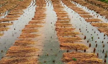 ঠাকুরগাঁওয়ে বৈরী আবহাওয়ার কারণে কৃষকের ব্যাপক ক্ষতি