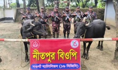 নওগাঁ পোরশা নিতপুর সীমান্তে বিজিবির বিশেষ  অভিযানে মালিক বিহীন ৩ লক্ষ টাকার ভারতীয় মহিষ আটক
