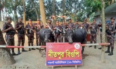 নওগাঁর পোরশা নিতপুর বালাশহীদ মাঠে সীমান্তে মালিক বিহীন দুটি মহিষ আটক