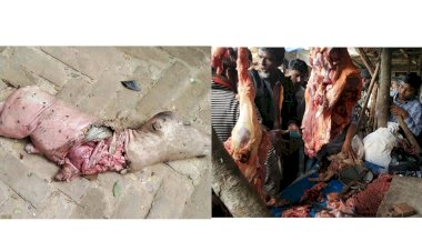 নাইক্ষ্যংছড়ি'র বাইশারীতে  গর্ভের বাচ্চাসহ গরু জবাই করে মাংস বিক্রি!