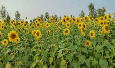 নওগাঁর পত্নীতলায়  রাস্তার পাশে সূর্যমূখী ফুল সৌন্দর্যে আকৃষ্ট হচ্ছে  শিশু-কিশোর  মন কাড়ছে পথচারীদের