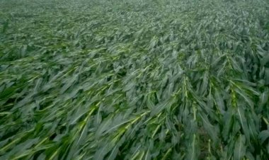 ঠাকুরগাঁওয়ের পীরগঞ্জে হঠাৎ বৃষ্টি ও ঝড়ো হাওয়ায় ভুট্টার ব্যাপক ক্ষতি, বিপাকে কৃষক