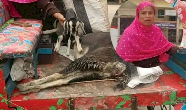 হত্যার বিচার চাইতে মৃত ছাগল নিয়ে ইউএনও অফিসে নারী