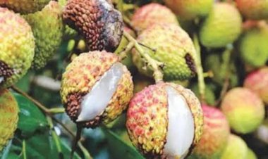 রাজশাহীতে তীব্র খরায় নষ্ট হচ্ছে লিচু