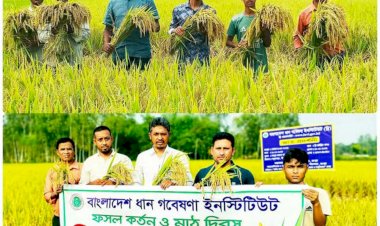 রংপুরে জনপ্রিয় হচ্ছে উচ্চ ফলনশীল ব্রি হাইব্রিড ৩ জাতের বোরো ধান