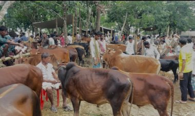 ঘুমধুমে দক্ষিণ এশিয়ার বৃহত্তর জমজমাট কোরবানির পশুর হাট, শেষ বাজারে উপচে পড়া ভিড়