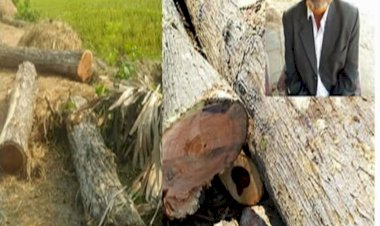 নওগাঁর মহাদেবপুর উপজেলার রসুলপুর সরকারি রাস্তার গাছ কেটে নেয়ার অভিযোগ বিএনপি নেতার বিরুদ্ধে