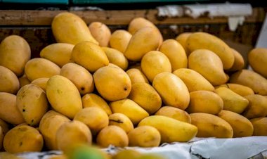 রাজশাহীর আম যাচ্ছে ফ্রান্সে
