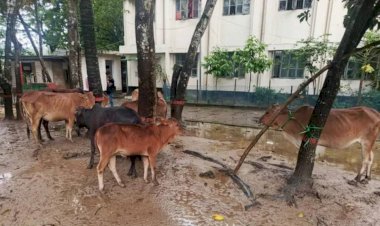 নাইক্ষ্যংছড়িতে থানা পুলিশের অভিযানে ১০টি মালিকবিহীন বার্মিজ গরু আটক!