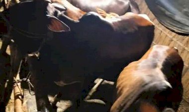 নওগাঁ পুলিশের বিশেষ অভিযানে আন্তঃজেলা কুখ্যাত গরুচোর চক্রের ৩ জন গ্রেফতার