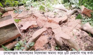নড়াইলের লোহাগড়ায় আদালতের নিষেধাজ্ঞা অমান্য করে গাছ কর্তন