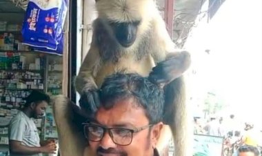 কেশবপুরে ফার্মেসিতে এসে কাঁধের ক্ষত দেখিয়ে চিকিৎসা নিল হনুমান