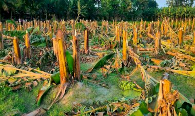নওগাঁর মান্দা লক্ষ্মীরামপুর গ্রামে প্রকাশ্যে ৪ শতাধিক ফলন্ত  কলাগাছ কাটলেন প্রতিপক্ষরা