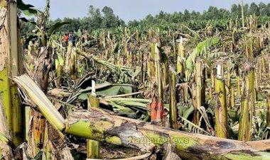 নওগাঁ পত্নীতলা কৃষ্ণপুর-গোপীনগরে ১৩ হাজার কলাগাছ কর্তনের অভিযোগ, ৩৫ লাখ টাকার ক্ষতি অভিযোগ
