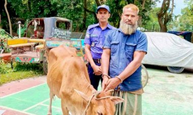 নওগাঁ সদর বাঙ্গাবাড়িয়া এলাকা থেকে চুরিকরা গরু নিয়ে পালানোর সময় বেলাল নামে এক গরুচোর গ্রেফতার