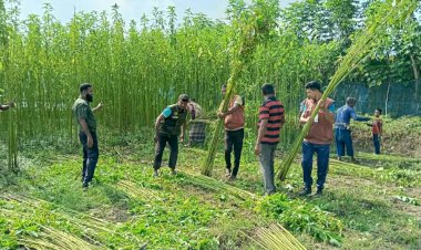 কেশবপুরে আনসার-ভিডিপি'র সদস্যারা স্বেচ্ছাশ্রমে দরিদ্র কৃষকেের পাকা পাট কেটে দিলেন