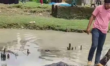 নদীতে ভেসে উঠল বিশাল আকারের তিমি