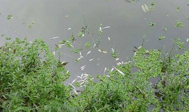 পীরগাছায় পুকুরে বিষাক্ত গ্যাস ট্যাবলেট, ১০ মণ মাছ নিধনের অভিযোগ