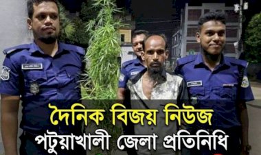 বাউফলে ৩টি গাঁজা গাছসহ একজনকে আটক করেছে পুলিশ