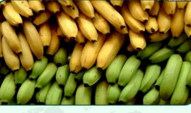 বুড়িচংয়ে  সহজলভ্য সাগর কলা: পুষ্টির উৎস, নাকি অদৃশ্য রাসায়নিক ঝুঁকি?