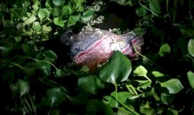 পীরগাছায় পুকুর থেকে অজ্ঞাত নারীর মরদেহ উদ্ধার