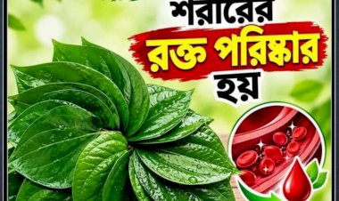 পান খেলে কি সত্যিই শরীরের রক্ত পরিষ্কার হয়? জানুন বাস্তব তথ্য